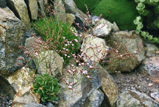 Limonium bellidifolium